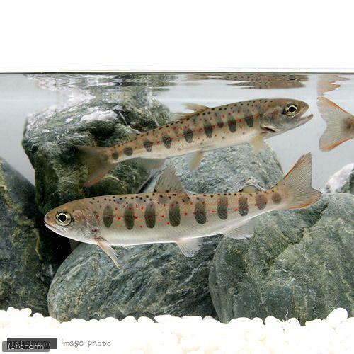 （淡水魚）アマゴ（１匹） |  | 01