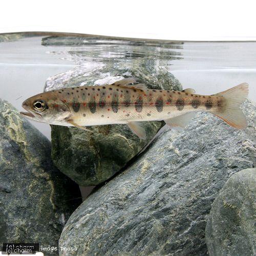 （淡水魚）アマゴ（１匹） |  | 02