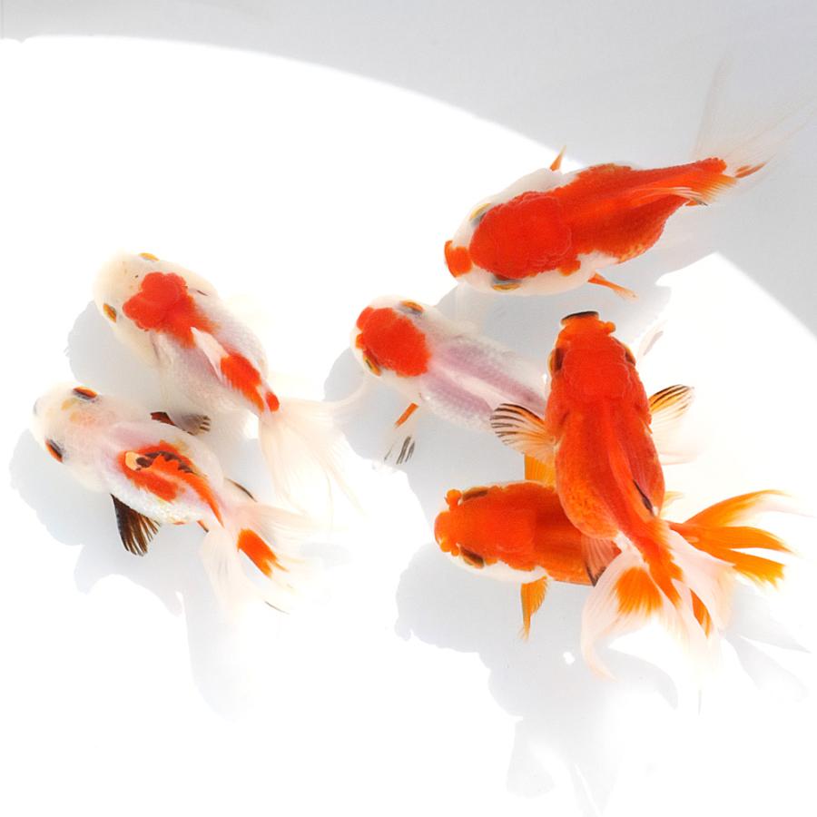 バルーンオランダ親魚 バルーンオランダ親魚