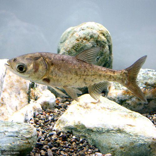 メール便なら送料無料】 淡水魚 コクレン １匹 沖縄別途送料 人気が 