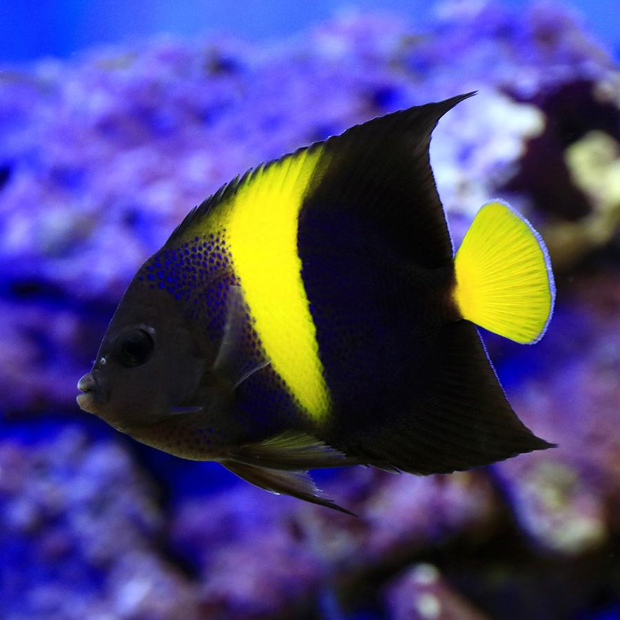 （海水魚）ヤッコ　紅海産　アラビアンエンゼルフィッシュ　成魚（１匹） | チャーム（ペット）