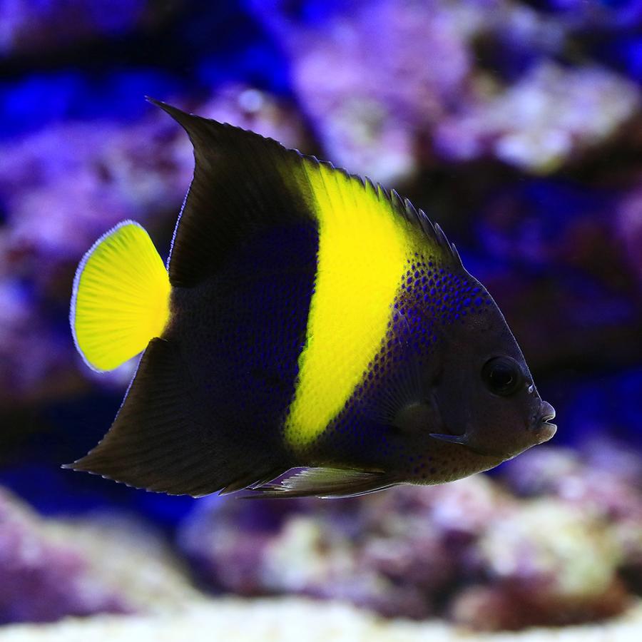 （海水魚）ヤッコ　紅海産　アラビアンエンゼルフィッシュ　成魚（１匹） | チャーム（ペット） | 01
