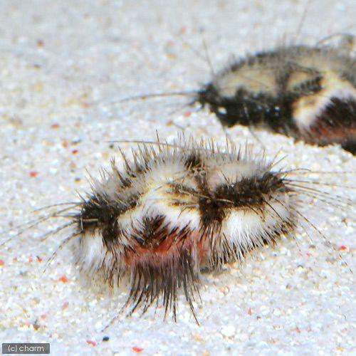 海水魚 ウニ オニヒメブンブク ｍサイズ １匹 最高品質の