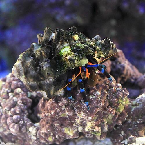今年の新作から定番まで 海水魚 ヤドカリ ユビワサンゴヤドカリ ｌサイズ １匹 1 590円 Aynaelda Com