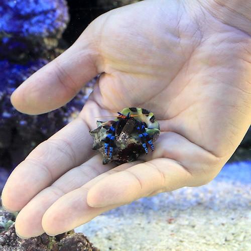 今年の新作から定番まで 海水魚 ヤドカリ ユビワサンゴヤドカリ ｌサイズ １匹 1 590円 Aynaelda Com