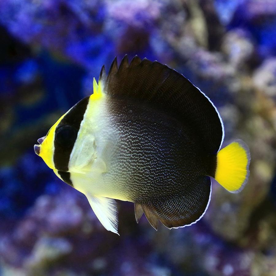 海水魚 ヤッコ チリメンヤッコ ｍサイズ １匹 北海道航空便要保温 チャーム Charm Paypayモール店 通販 Paypayモール