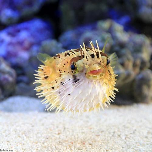海水魚ハリセンボン　約15㎝ ハリセンボン - 海水魚・小型水槽・人工ライブロック通販｜サーチ