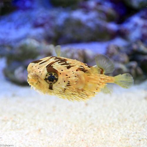チャーム（charm） （海水魚）ハリセンボン Sサイズ（1匹） 北海道