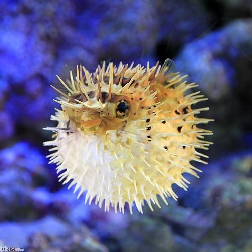チャーム（charm） （海水魚）ハリセンボン Sサイズ（1匹） 北海道