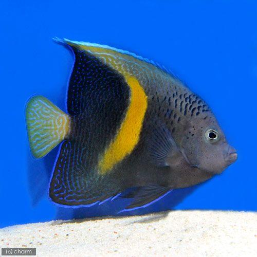 （海水魚）ヤッコ　紅海産　イエローバンドエンゼル　成魚　Ｓサイズ（１匹） | チャーム（ペット）