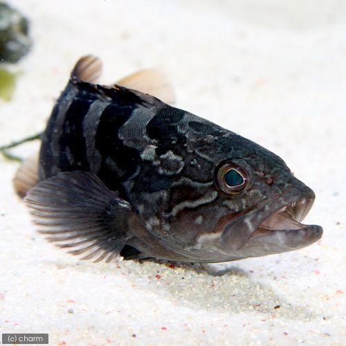 （海水魚）クエ（１匹）　北海道・九州航空便要保温