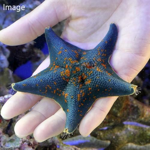 海水魚 ヒトデ イトマキヒトデ おまかせカラー ｍサイズ １匹 北海道航空便要保温 チャーム Charm Paypayモール店 通販 Paypayモール