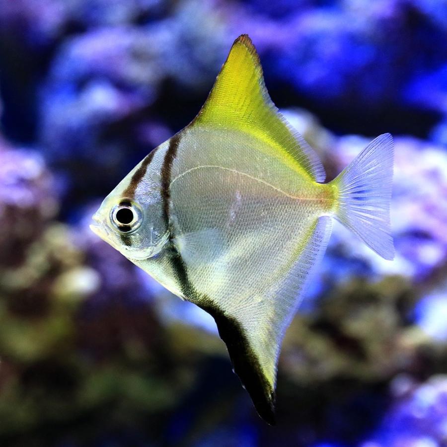 海水魚 ヒメツバメウオ ｓサイズ １匹 北海道航空便要保温 チャーム Charm Paypayモール店 通販 Paypayモール