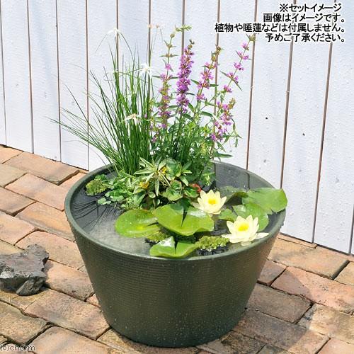 Leaf Corp 睡蓮鉢 メダカ鉢 金魚鉢 グリーン 直径44cm 高さ