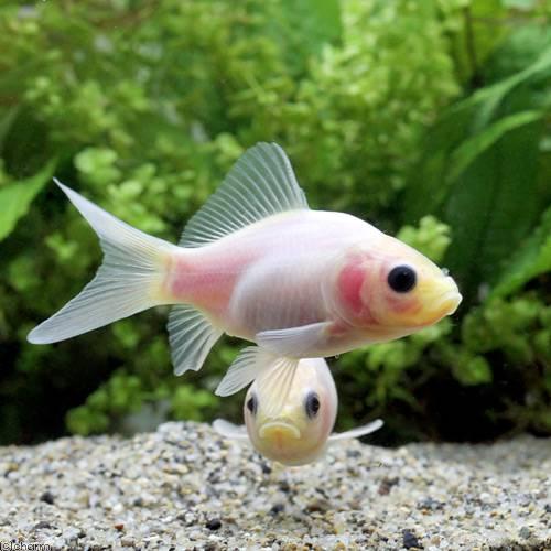 （国産金魚）ミルク和金（ミルクワキン）フナ尾（３匹） |  | 01