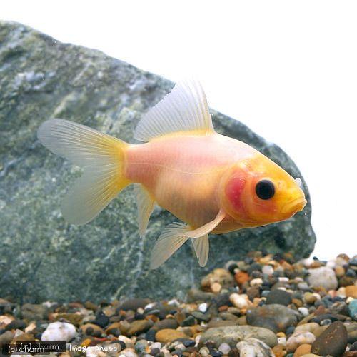 （国産金魚）ミルク和金（ミルクワキン）フナ尾（３匹） |  | 02