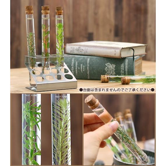 チャーム（charm） （水草）シリンダーウォータープランツ（3本