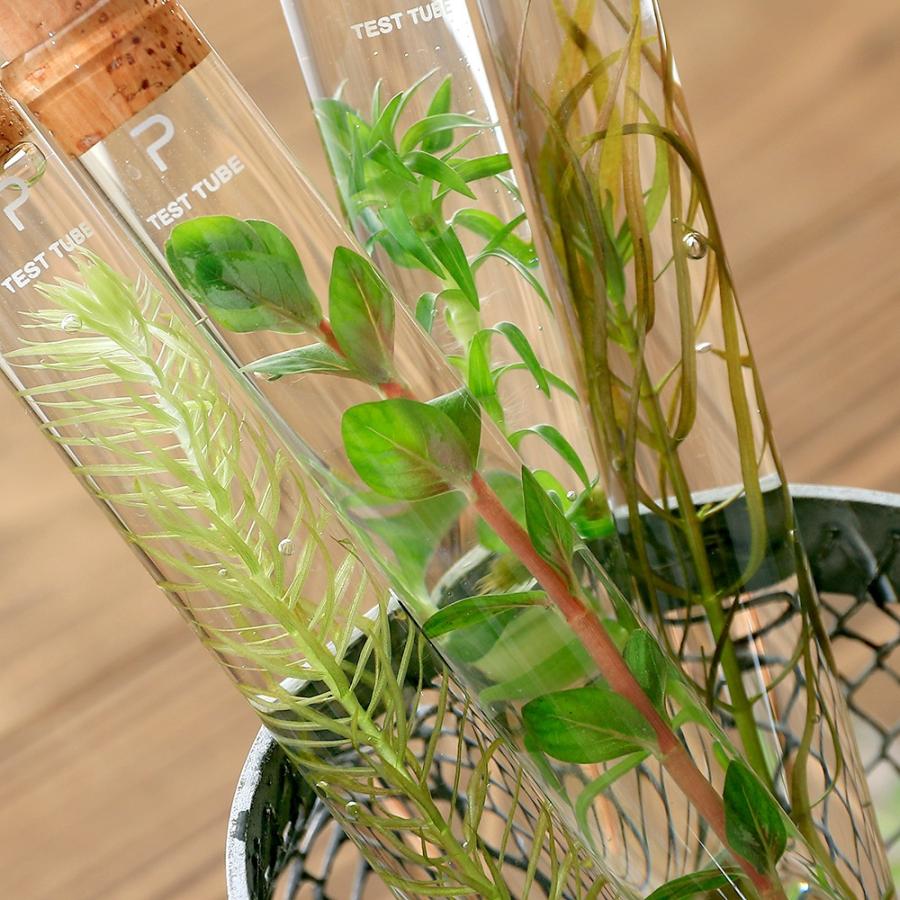 チャーム（charm） （水草）シリンダーウォータープランツ（3本