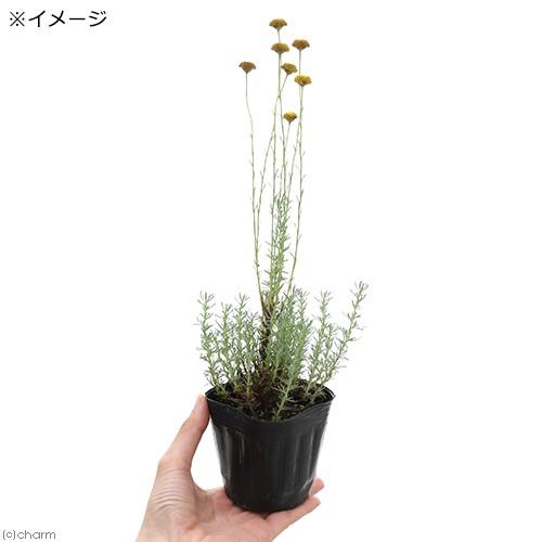 （観葉植物）ハーブ苗　サントリナ　ローズマリー　３号（１ポット）　家庭菜園