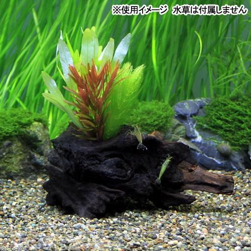 受注生産品 すぐに沈む 形状お任せ 沈水流木１穴 約１５ｃｍ １本1 010円 Aynaelda Com