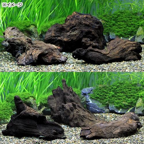 人気沸騰ブラドン すぐに沈む 形状お任せ 沈水流木ｓサイズ 約１５ｃｍ ３本 Shipsctc Org