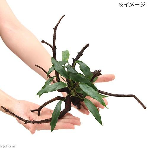 チャーム（charm） （水草）アヌビアス ミニマ 枝状流木付 Mサイズ