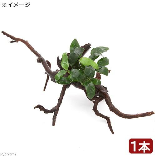 【速達】ジャイアント南米モス活着 アヌビアスボンサイ付き流木15cm アヌビアス ジャイアントスターダスト(水上葉)(1ポット分) | チャーム