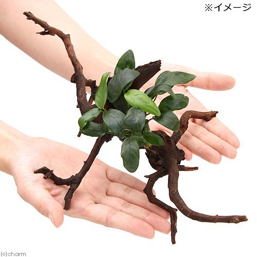 チャーム（charm） （水草）アヌビアスナナ ボンサイ（インボイス）枝