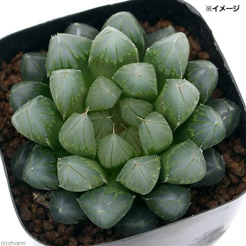観葉植物 品種系ハオルチア ブラックオブツーサ ｍサイズ ２ ５号 １鉢 チャーム Charm Paypayモール店 通販 Paypayモール