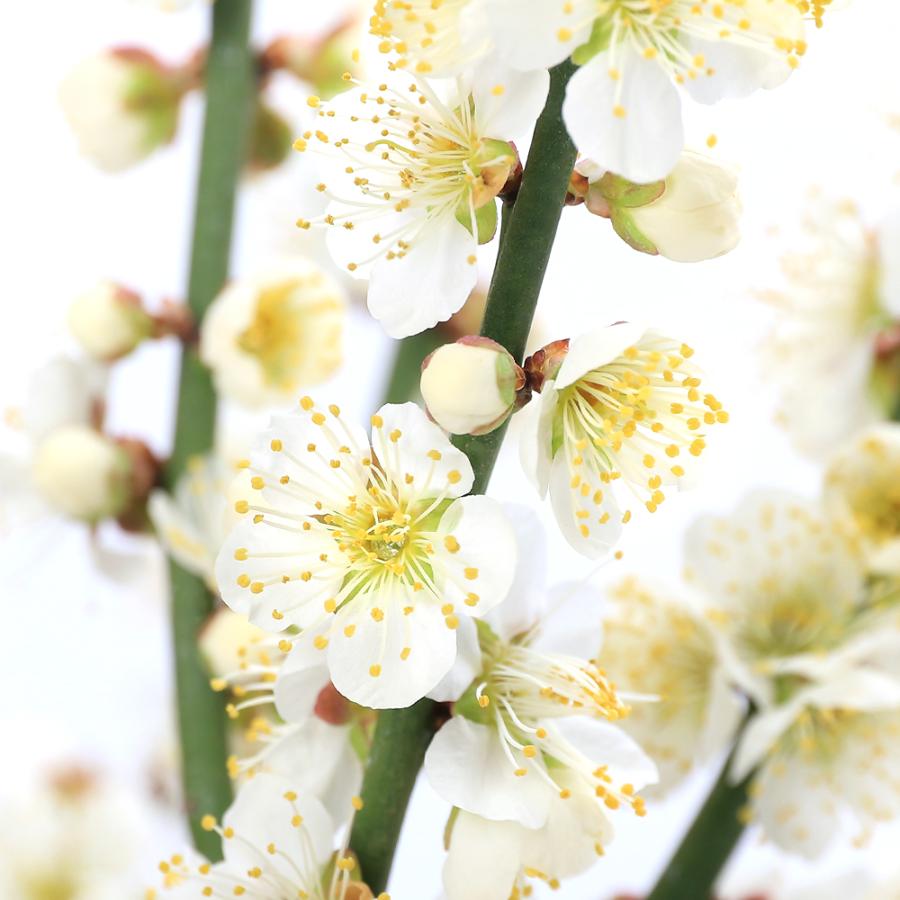 チャーム（ペット） （盆栽）梅 ハクバイ（白梅）品種おまかせ