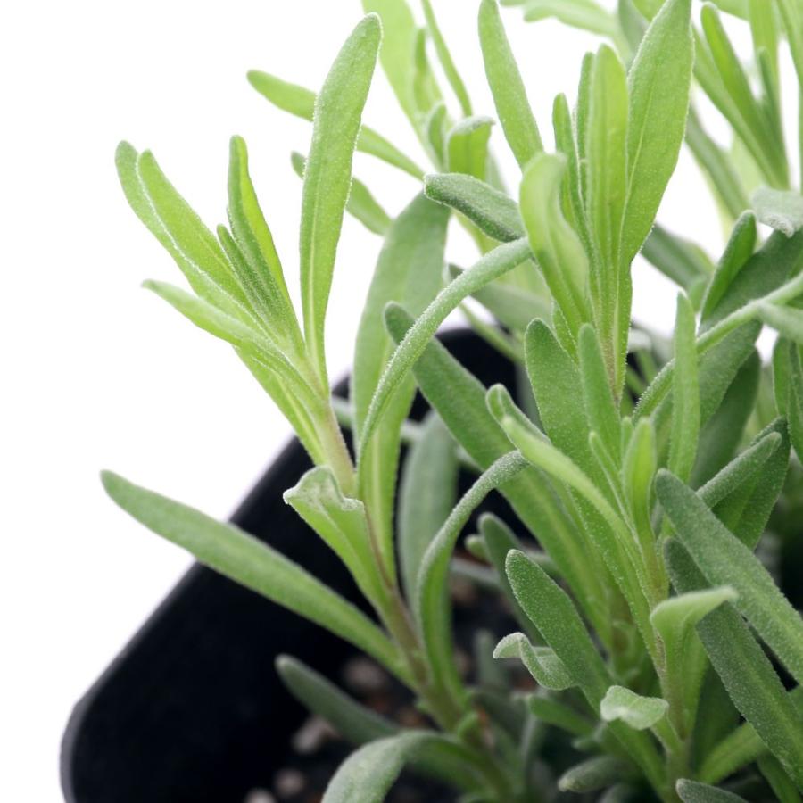 品質保証 観葉植物 ハーブ苗 ラベンダー イングリッシュラベンダー １ポット ヒドコート ３号 家庭菜園