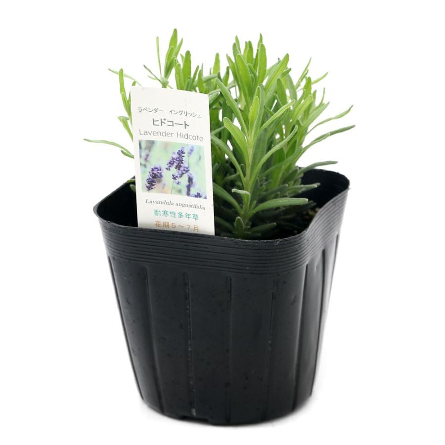 品質保証 観葉植物 ハーブ苗 ラベンダー イングリッシュラベンダー １ポット ヒドコート ３号 家庭菜園