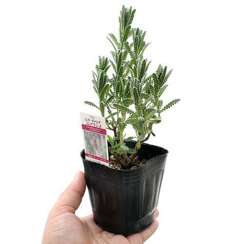 日本未発売 観葉植物 ハーブ苗 ラベンダー フレンチラベンダー デンタータ ランビケンス ３号 １ポット 家庭菜園 Riosmauricio Com