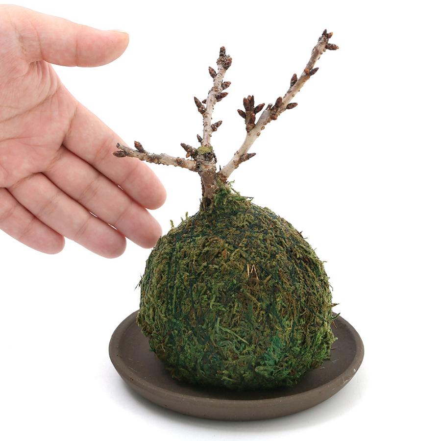 与え 観葉植物 苔玉 サクラ 旭山桜 １個 開花終了株 受け皿付き2 550円 Aynaelda Com