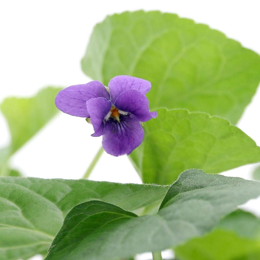 観葉植物 ハーブ苗 スイートバイオレット ニオイスミレ 紫色 ３号 １ポット 家庭菜園 チャーム Charm Paypayモール店 通販 Paypayモール