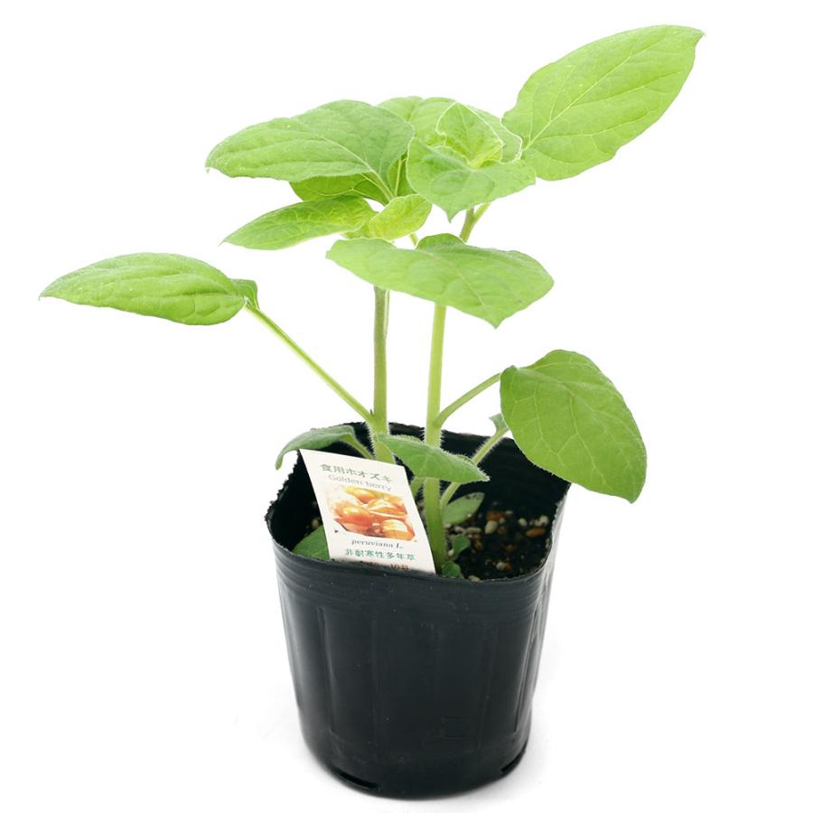 観葉植物 野菜苗 ホオズキ 食用ホオヅキ ３号 １ポット 家庭菜園 Ccqfo Cl