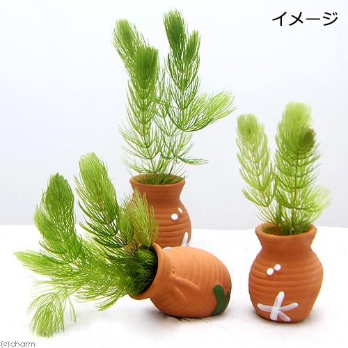 チャーム（charm） （水草）タコツボミニミニ マツモ（無農薬）（1個