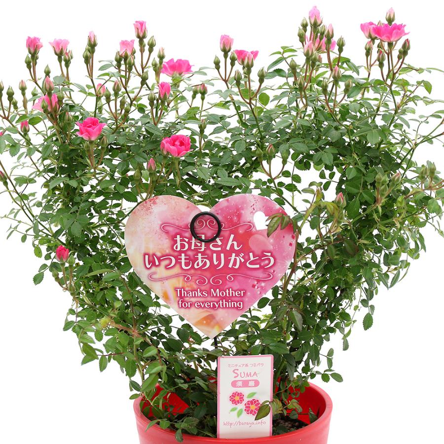 観葉植物 訳あり品 ミニバラ ハート仕立て 須磨 スマ ５号 １鉢 チャーム Charm Paypayモール店 通販 Paypayモール