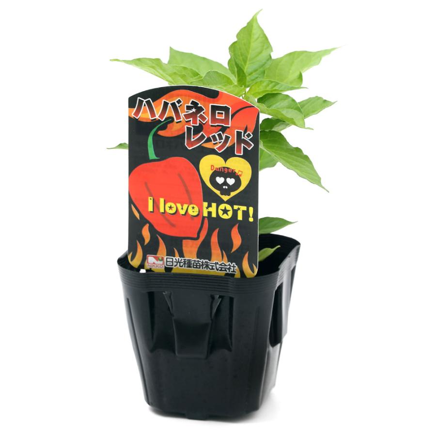 観葉植物 野菜苗 トウガラシ ハバネロレッド 家庭菜園 ３ポット 完全送料無料 ３号