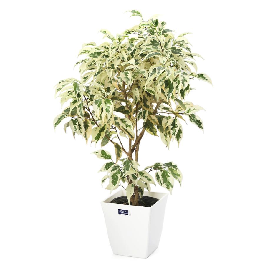 観葉植物）フィカス ベンジャミン スターライト 編み込み仕立て 4〜5