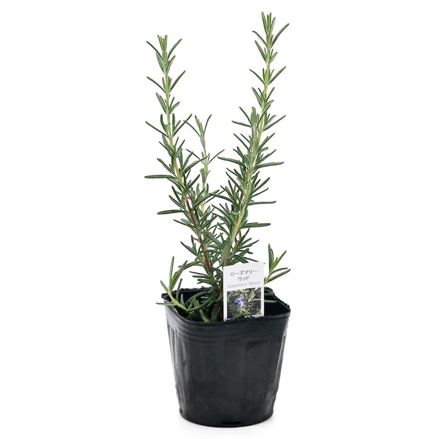 観葉植物 ハーブ苗 ローズマリー ウッド 半匍匐性 ３号 １ポット 家庭菜園 北海道冬季発送不可 チャーム Charm Paypayモール店 通販 Paypayモール