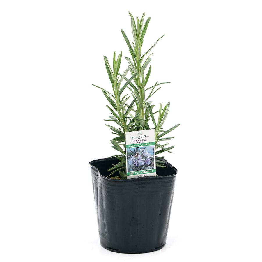 観葉植物 ハーブ苗 ローズマリー ゴリジア 立性 ３号 １ポット 家庭菜園 チャーム Charm Paypayモール店 通販 Paypayモール