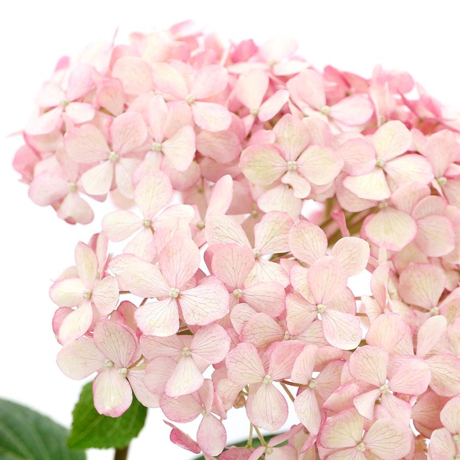 観葉植物 アメリカアジサイ ピンクアナベル２ ５号 １ポット チャーム Charm Paypayモール店 通販 Paypayモール