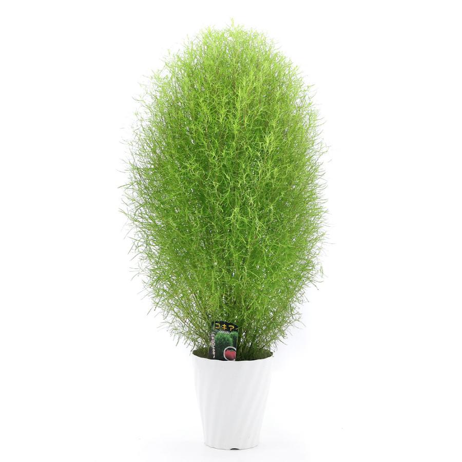観葉植物 コキア ほうき草 ５号 １鉢 チャーム Charm Paypayモール店 通販 Paypayモール
