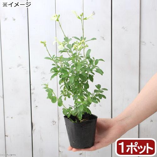 観葉植物 ハーブ苗 至高 セージ チェリーセージ イエロー １ポット ３号 家庭菜園