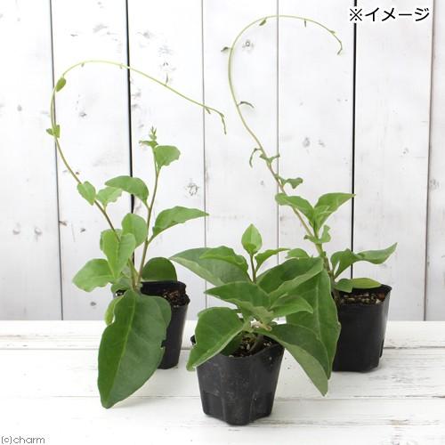 （観葉植物）オカワカメ　３号（３ポット）　緑のカーテン　家庭菜園｜chanet｜02