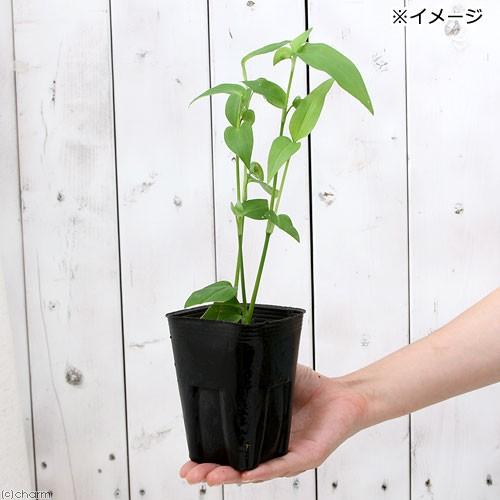 ビオトープ 水辺植物 ツユクサ １ポット 湿生植物 送料無料カード決済可能 ３号