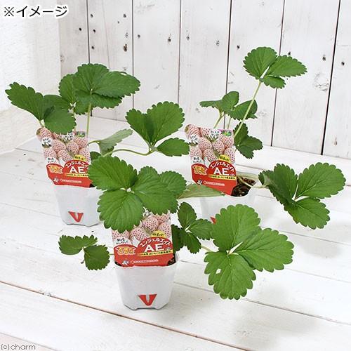 （観葉植物）野菜苗　イチゴ　天使のいちご　エンジェルエイト　３号（３ポット）　家庭菜園　いちご苗｜chanet｜02