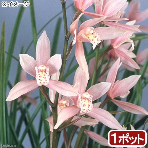 観葉植物 和蘭 シンビジューム 雛祭り ３号 １鉢 北海道冬季発送不可 チャーム Charm Paypayモール店 通販 Paypayモール