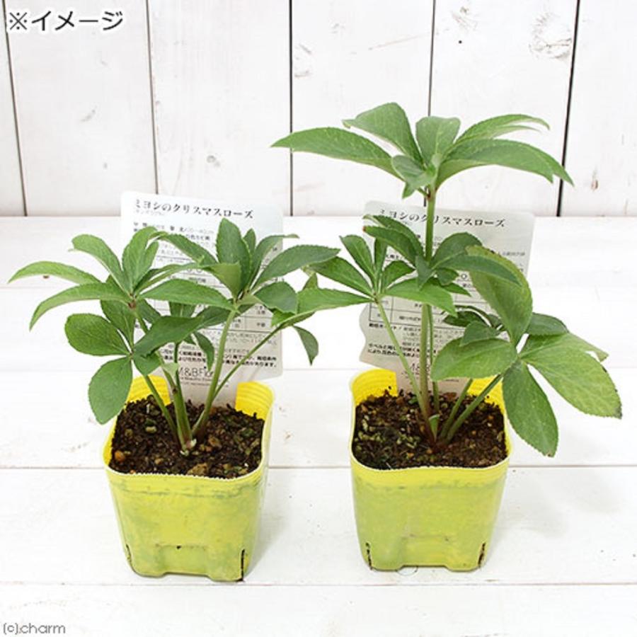 チャーム(ペット) (観葉植物)クリスマスローズ イエロー チャーム(ペット) (観葉植物)クリスマスローズ イエロー